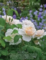 White Flower Farm Catalog: Gardening Supply Catalogs